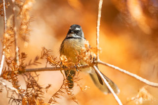 Fantail - Pīwakawaka