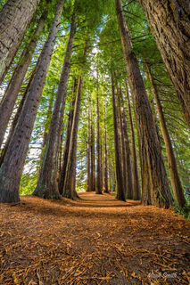 Hamurana Redwoods