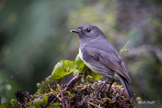 South Island Robin