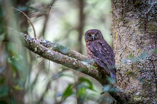 Ruru - Morepork