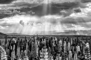 Tekapo Lupins