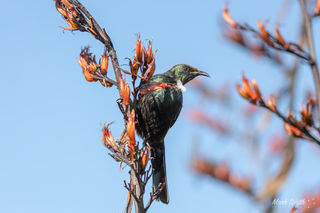 Flax Tui 