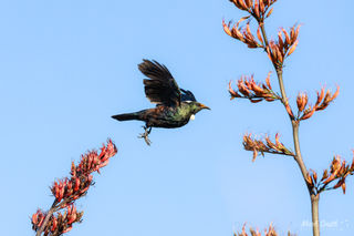Flying Tui