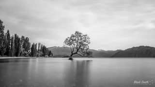 Wanaka Tree Black and White