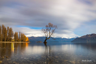 Wanaka Tree by Moonlight