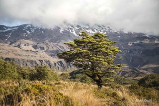Whakapapaiti Hut Track