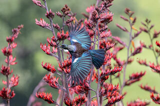 Tui Wings