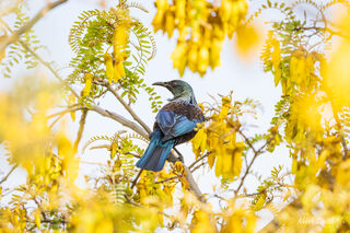 Tui in a Kowhai
