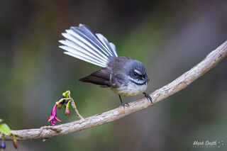 Perched Fantail