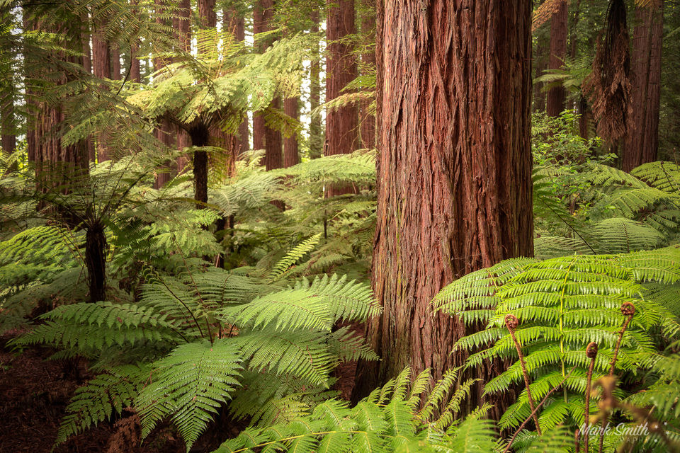 Redwoods Fern