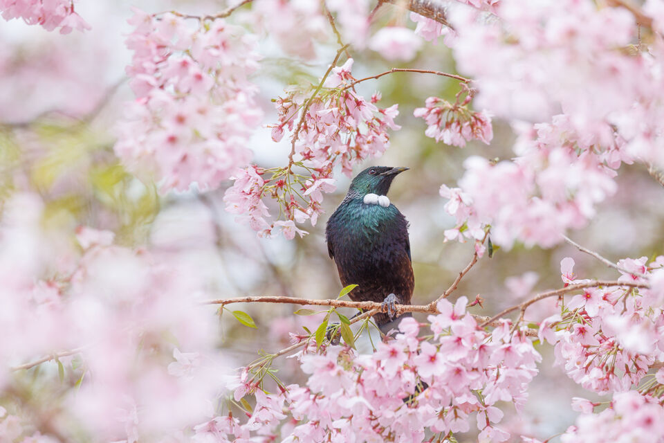 Tui in Cherry Blossoms